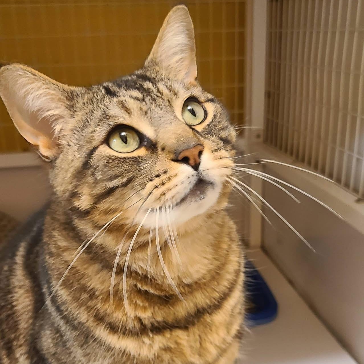 Enlarge Gabe, an adopted Tabby in Albany, NY image 5/5