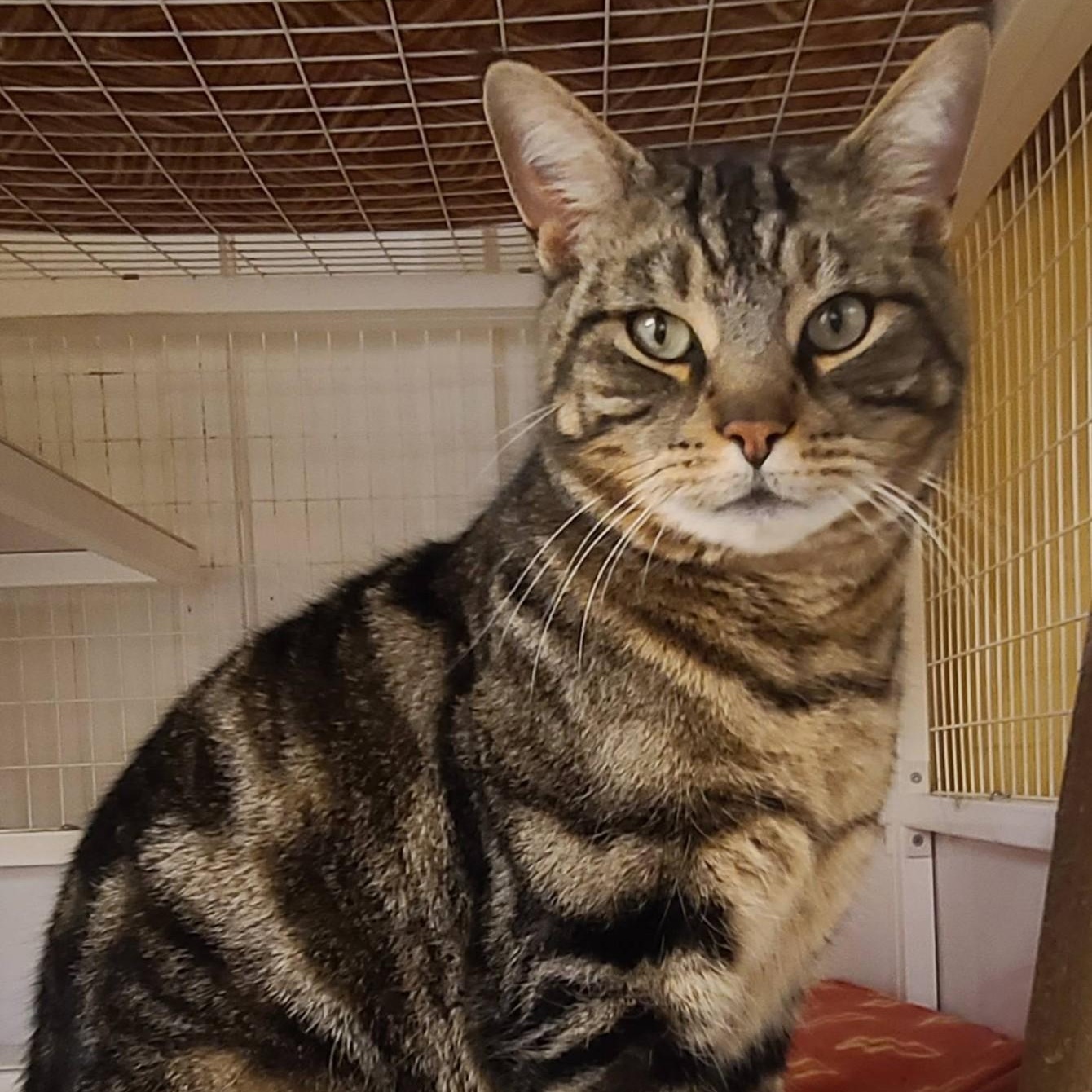 Gabe, adopted, Adult Male Tabby.