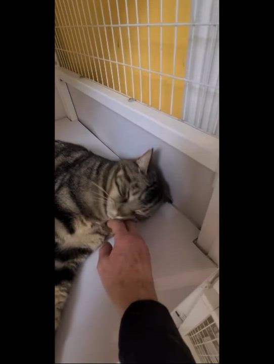 Enlarge Gabe, an adopted Tabby in Albany, NY video 4/5