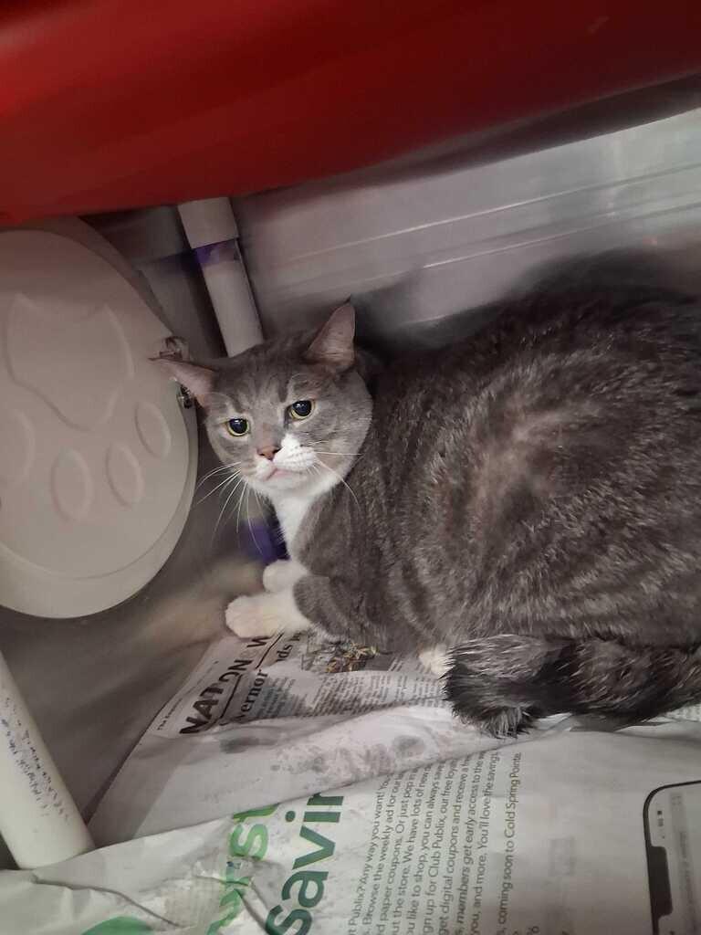Enlarge Unit, a Adoptable Domestic Short Hair in Cincinnati, OH image 1/1