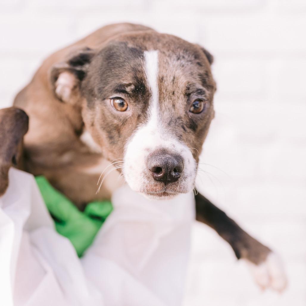 Enlarge Wanda, a ADOPTABLE mixed breed in Zionsville, IN image 1/1