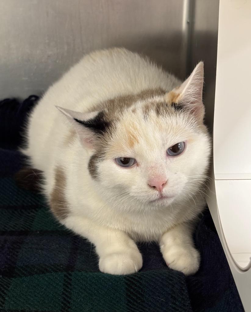 Enlarge Kitana, a Adopted Calico in Liverpool, NY image 1/2