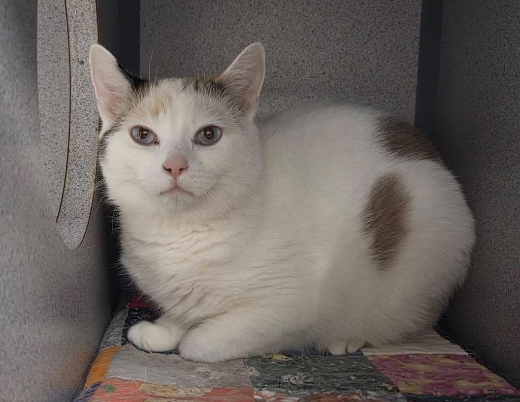 Enlarge Kitana, a Adopted Calico in Liverpool, NY image 2/2