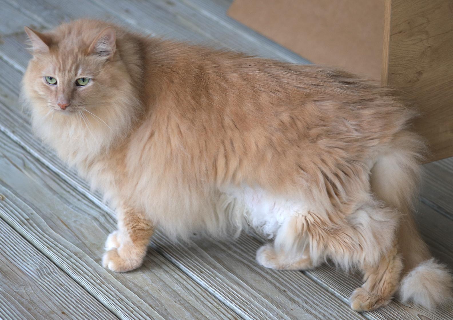 Nico — thumbnail 2