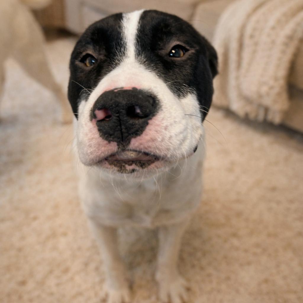 Ferb 26-0100, Adoptable, Young Male Mixed Breed.