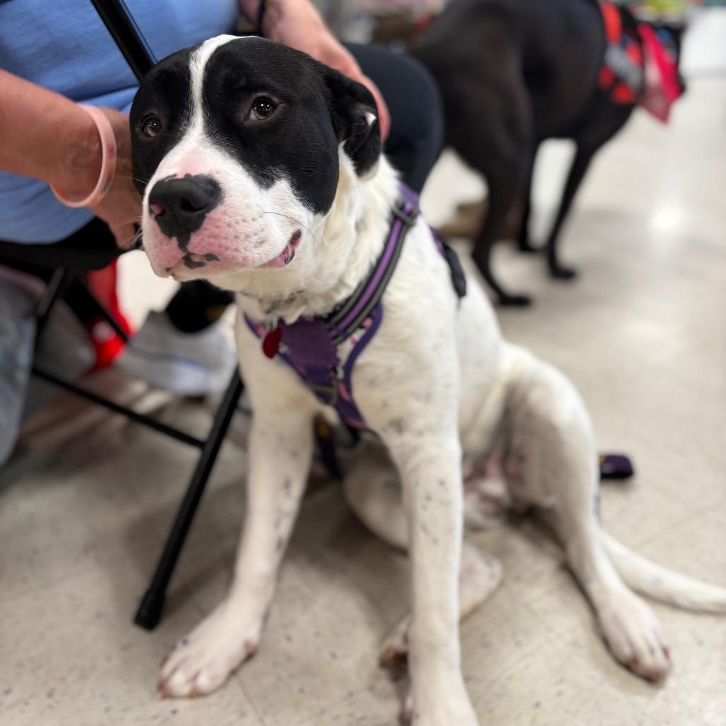 Ferb 26-0100, a Adoptable Mixed Breed in Yanceyville, NC image 2/4