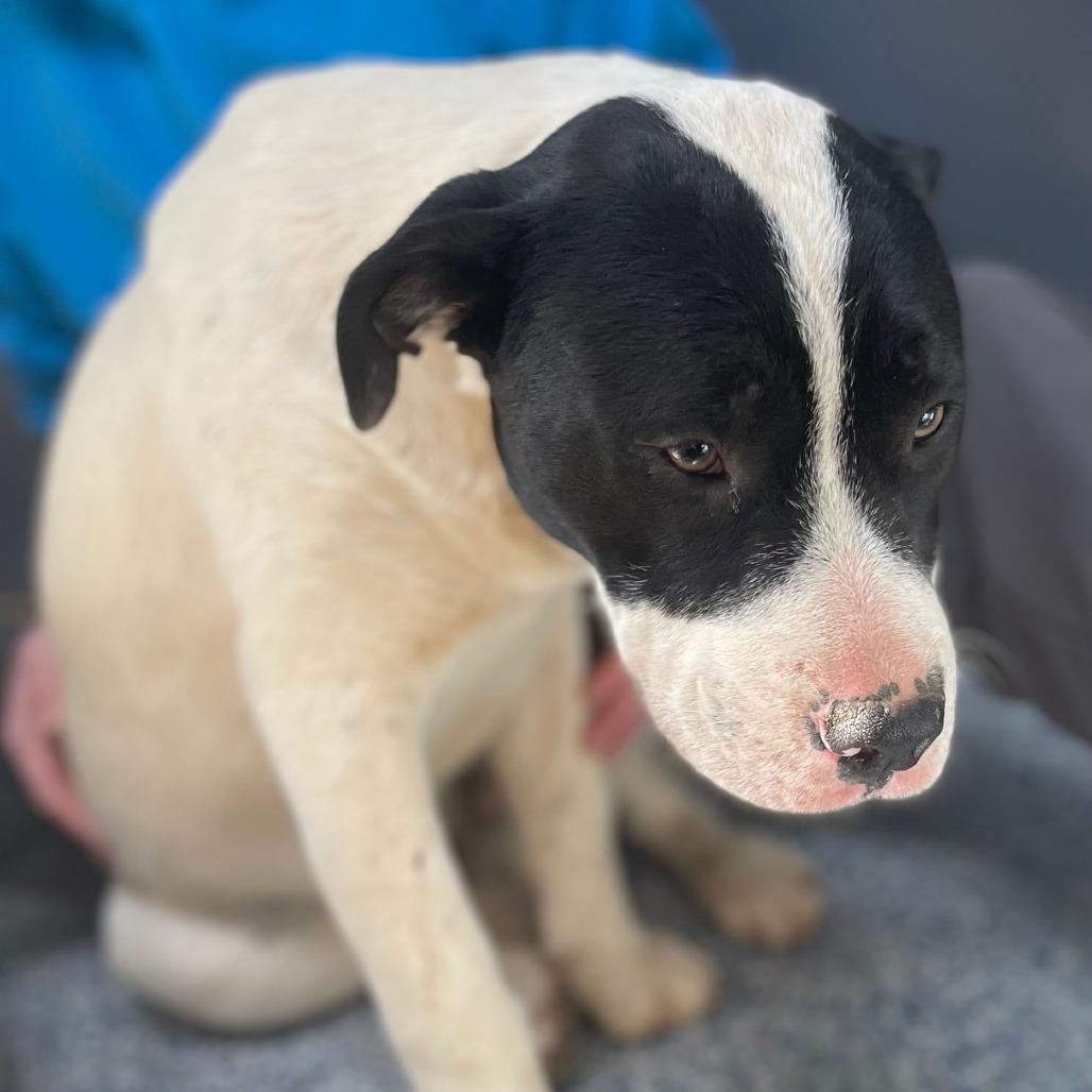 Enlarge Ferb 26-0100, a Adoptable Mixed Breed in Yanceyville, NC image 2/3