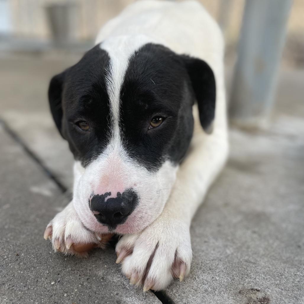 Enlarge Ferb 26-0100, a Adoptable Mixed Breed in Yanceyville, NC image 3/3