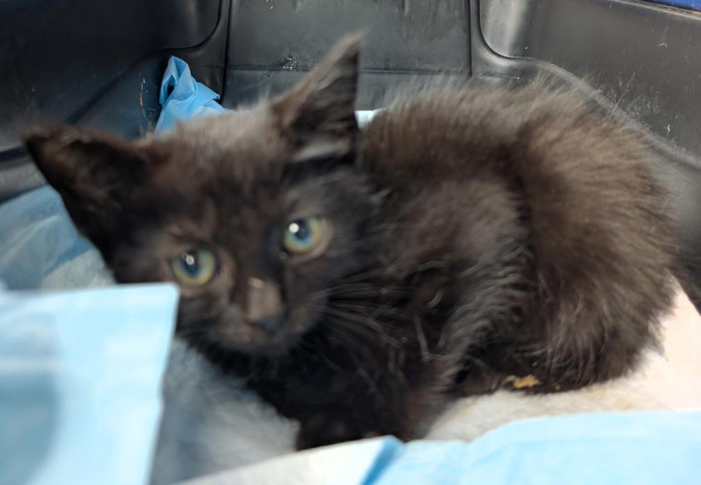 Pepper, Adoptable, Kitten Female Domestic Short Hair.