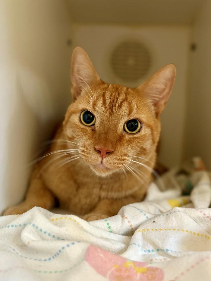 Rusty, a Adoptable Domestic Short Hair in Hilton Head Island, SC image 1/3