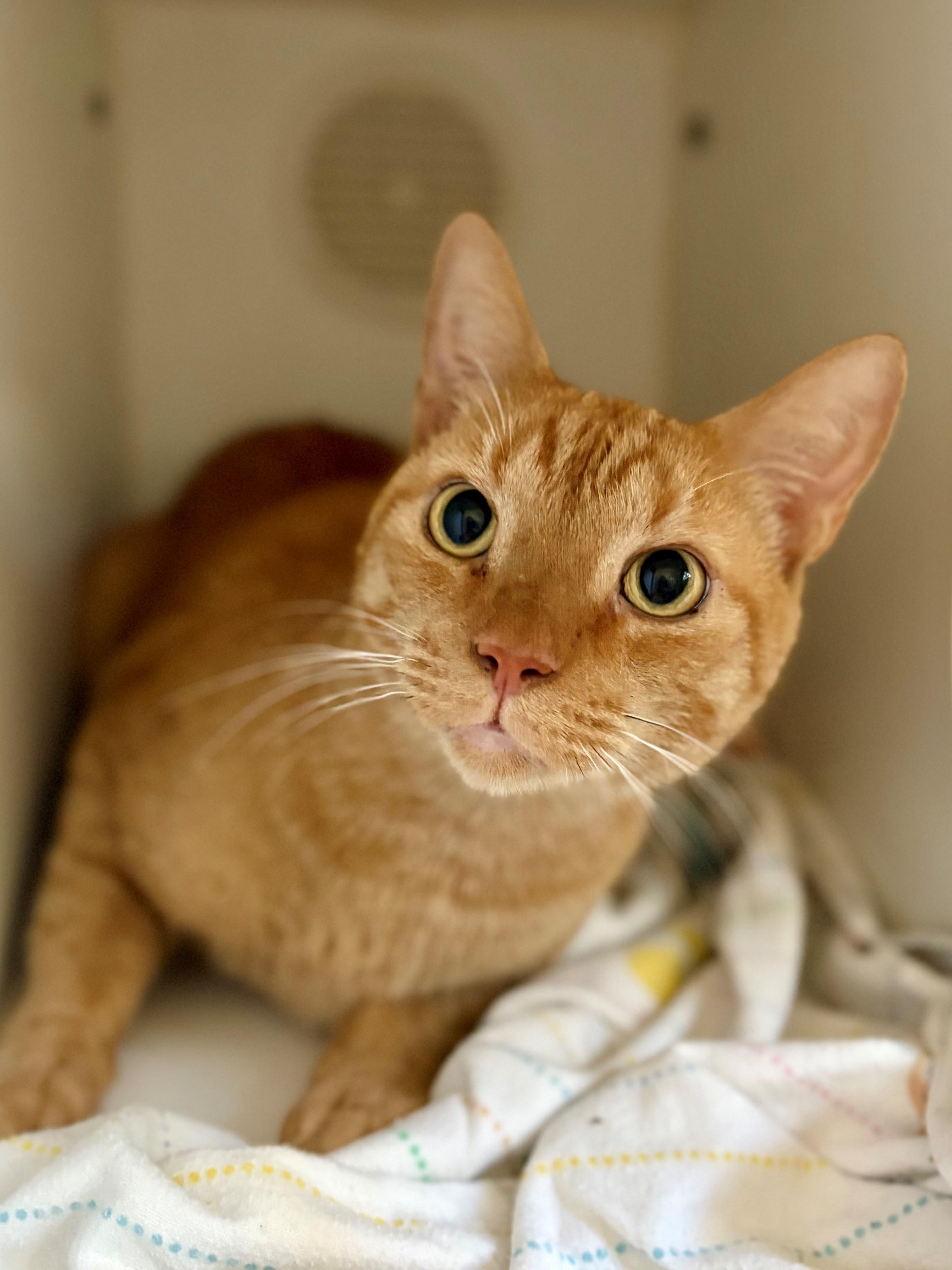 Rusty, a Adoptable Domestic Short Hair in Hilton Head Island, SC image 2/3