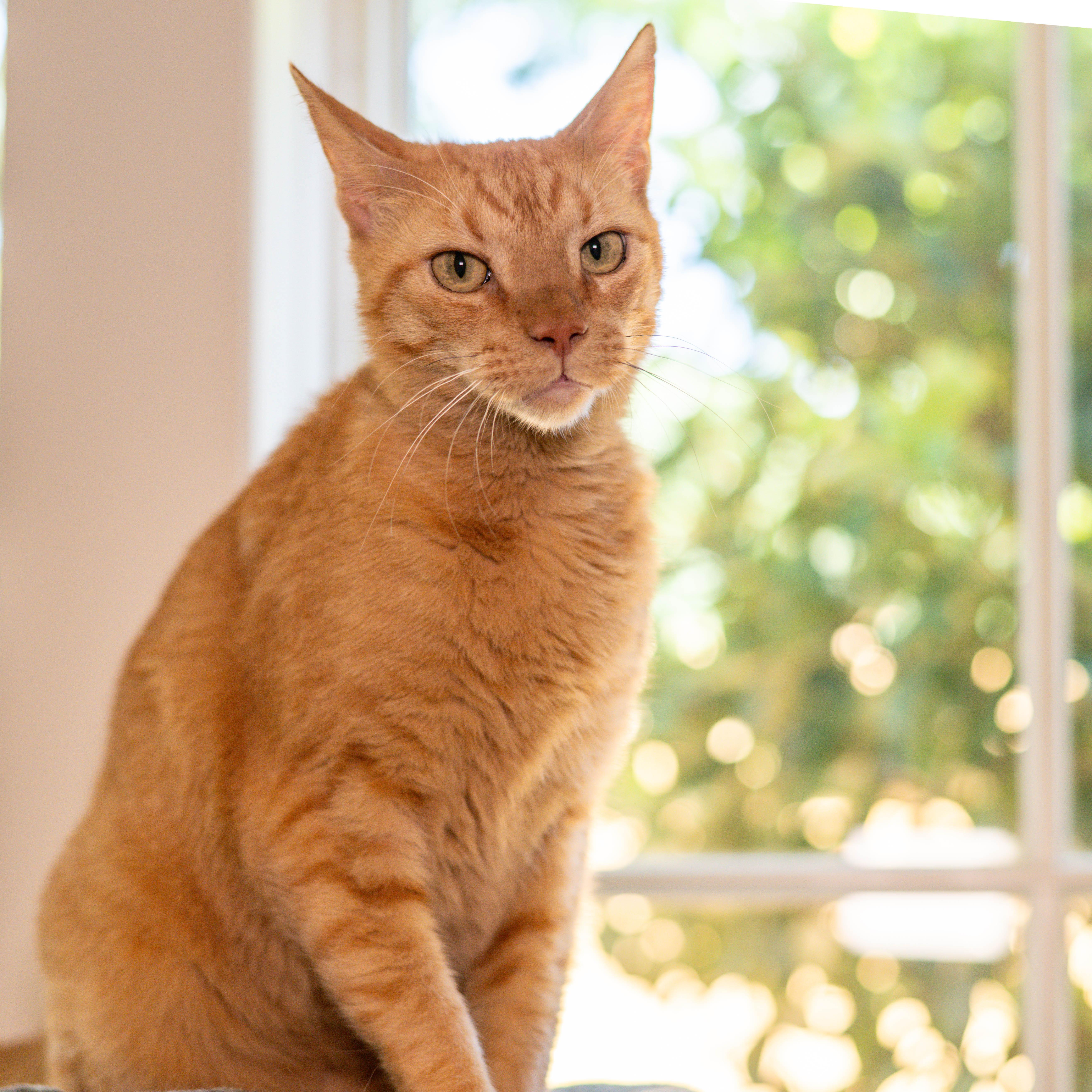 Rusty, Adoptable, Adult Male Domestic Short Hair.