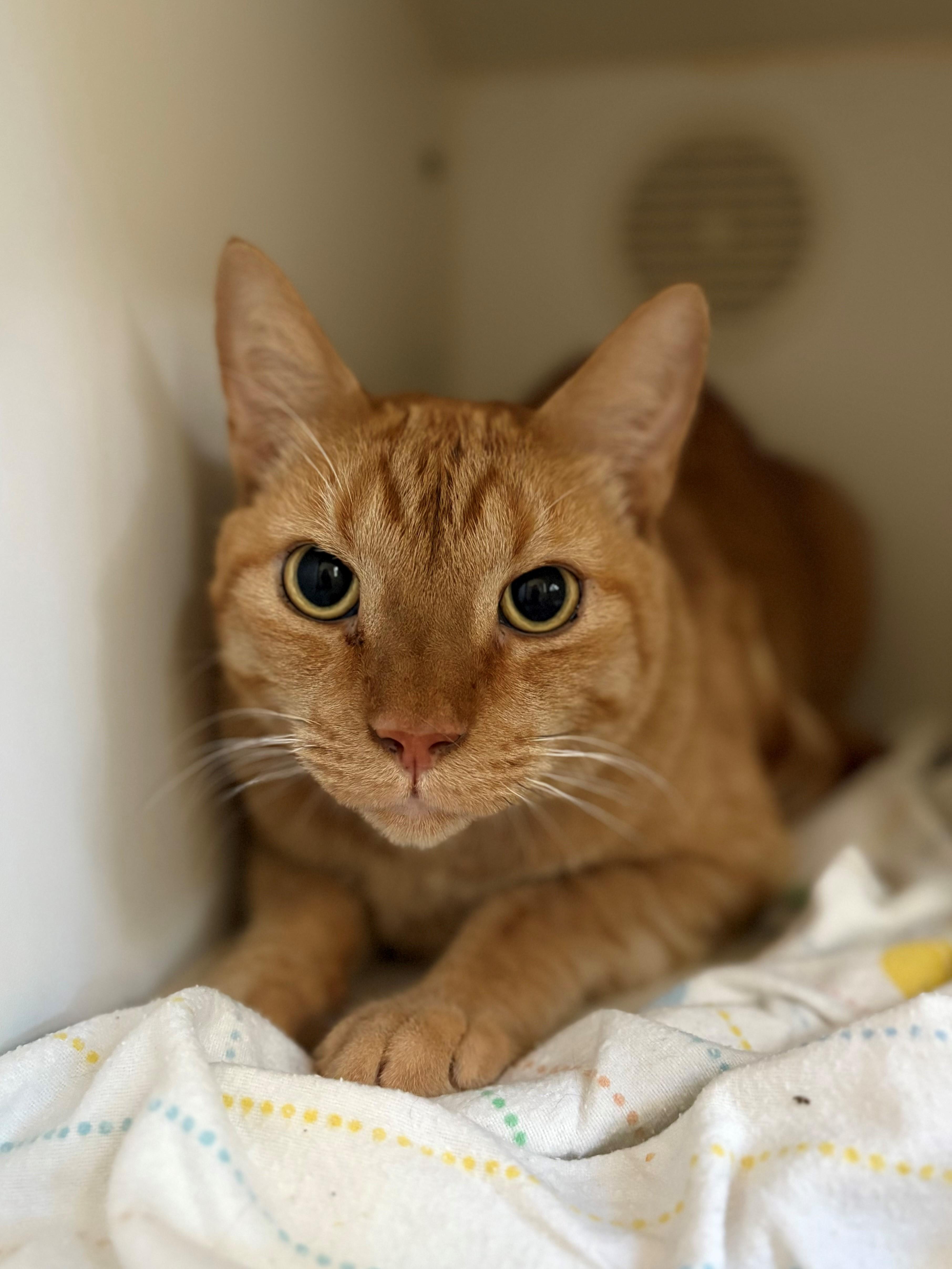 Rusty, an adoptable Domestic Short Hair in Hilton Head Island, SC, 29925 | Photo Image 3