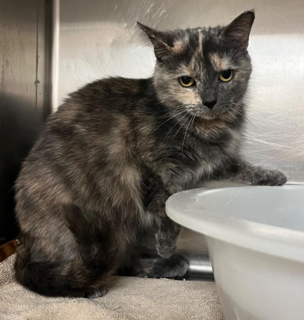 Cicada, Adoptable, Adult Female Domestic Short Hair.