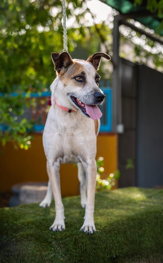 Nikki, Adoptable, Adult Female English Pointer & Jack Russell Terrier.