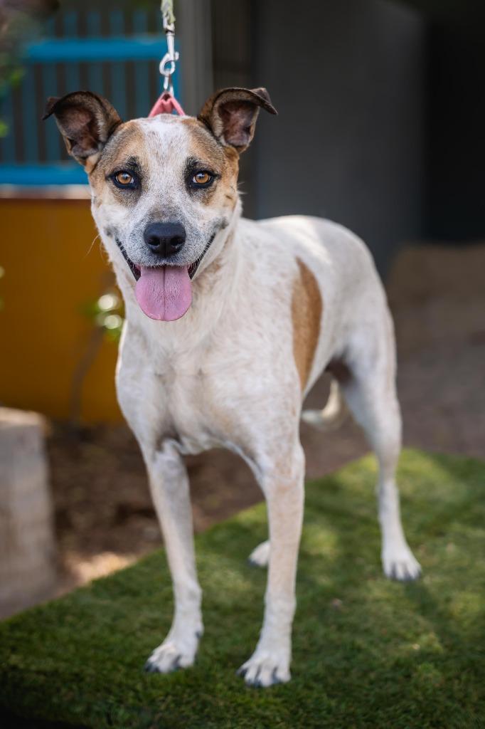 Nikki, a Adoptable mixed breed in Anacortes, WA image 2/6