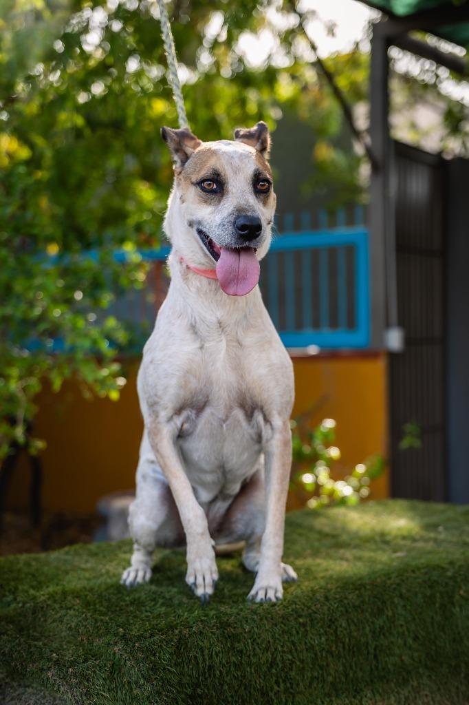 Nikki, a Adoptable mixed breed in Anacortes, WA image 3/6