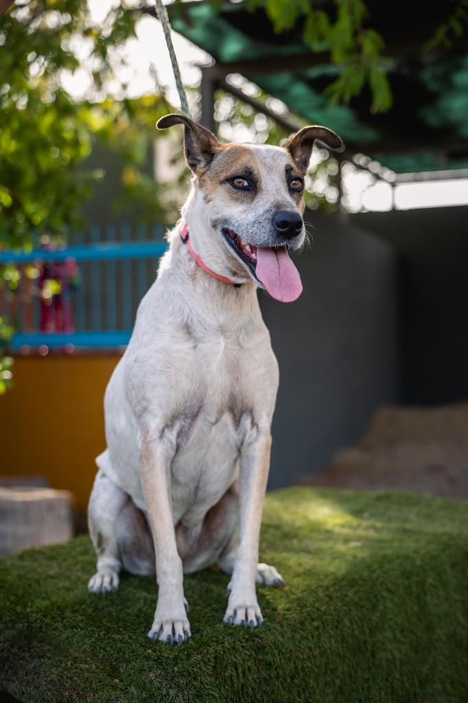 Nikki, a Adoptable mixed breed in Anacortes, WA image 4/6