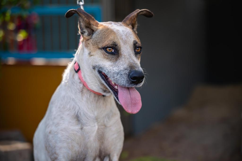 Nikki, a Adoptable mixed breed in Anacortes, WA image 5/6