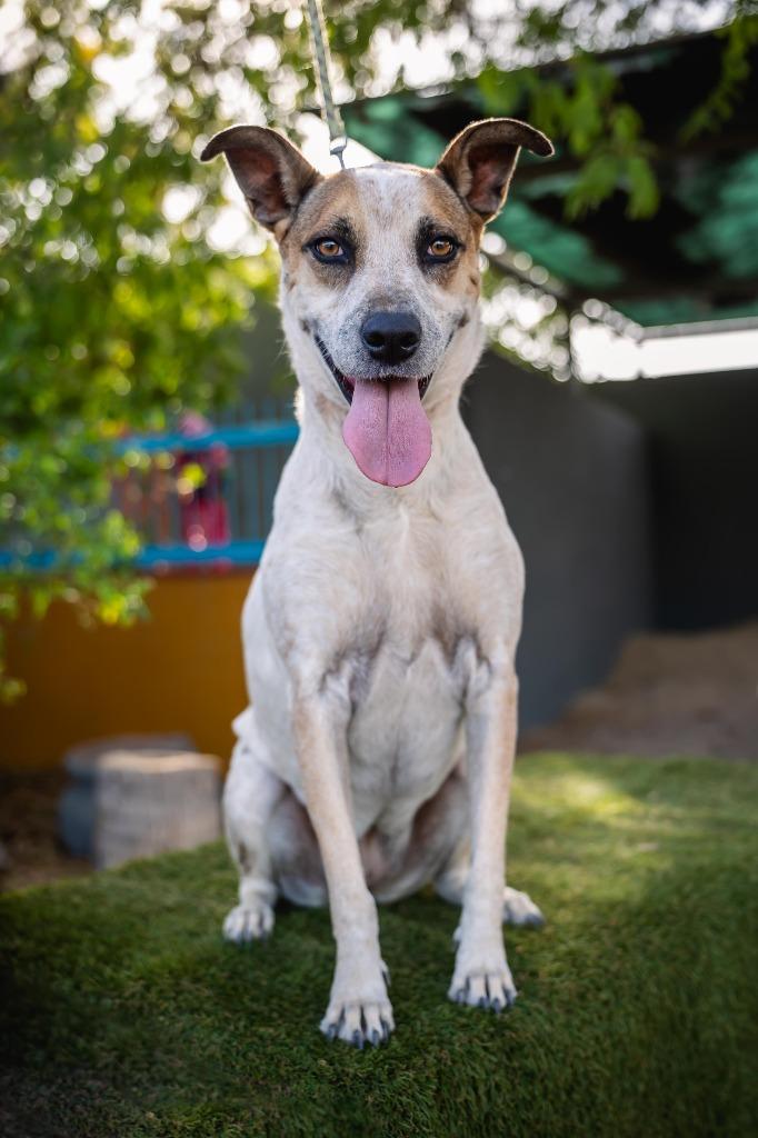 Nikki, a Adoptable mixed breed in Anacortes, WA image 6/6