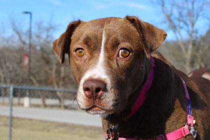 Marnee, a Adoptable mixed breed in Kansas City, MO image 1/3