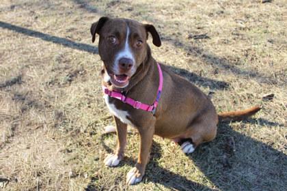 Marnee, a Adoptable mixed breed in Kansas City, MO image 2/3