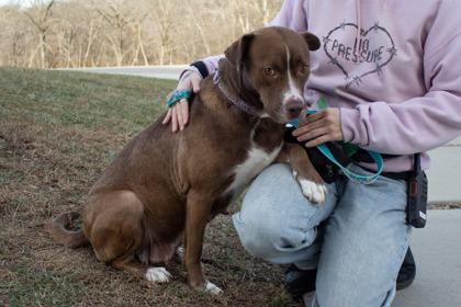 Marnee, Adoptable, Adult Female Pit Bull Terrier & Mixed Breed.