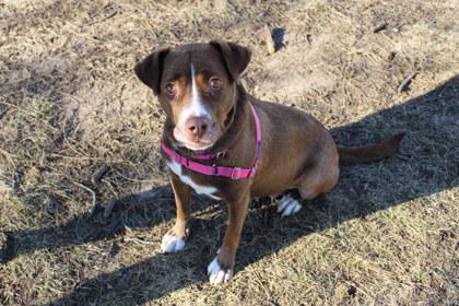 Marnee, a Adoptable mixed breed in Kansas City, MO image 3/3