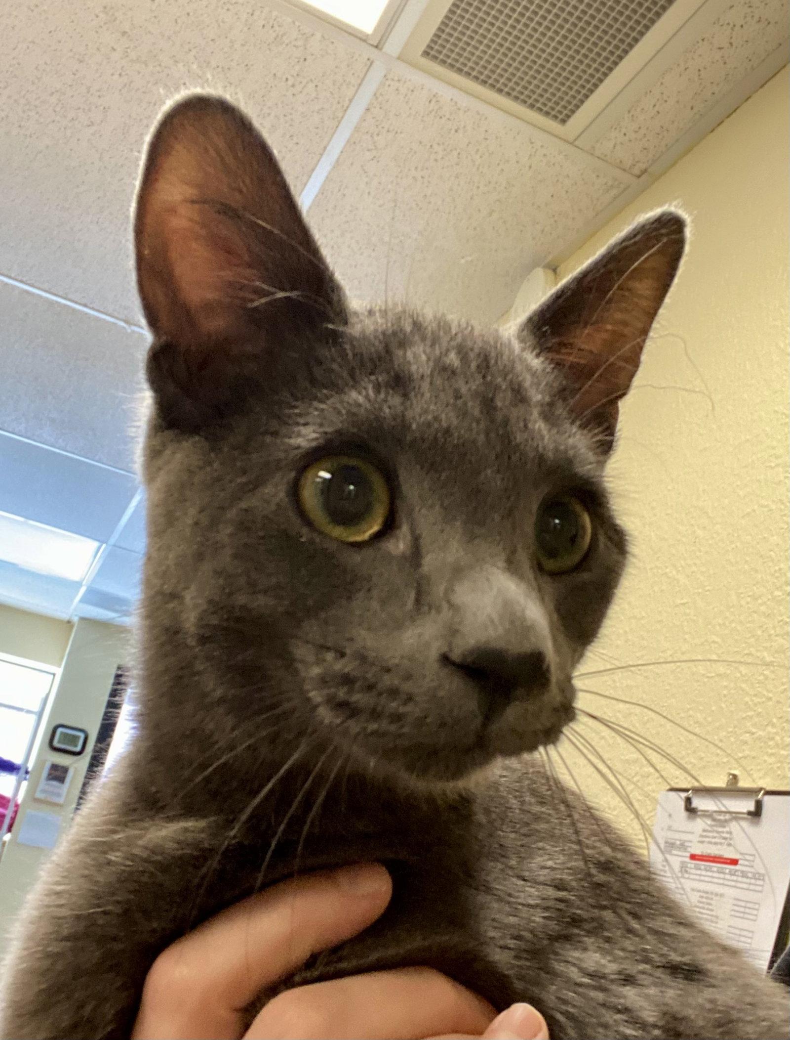 Peter Rabbit, Adopted, Adult Male Domestic Short Hair.