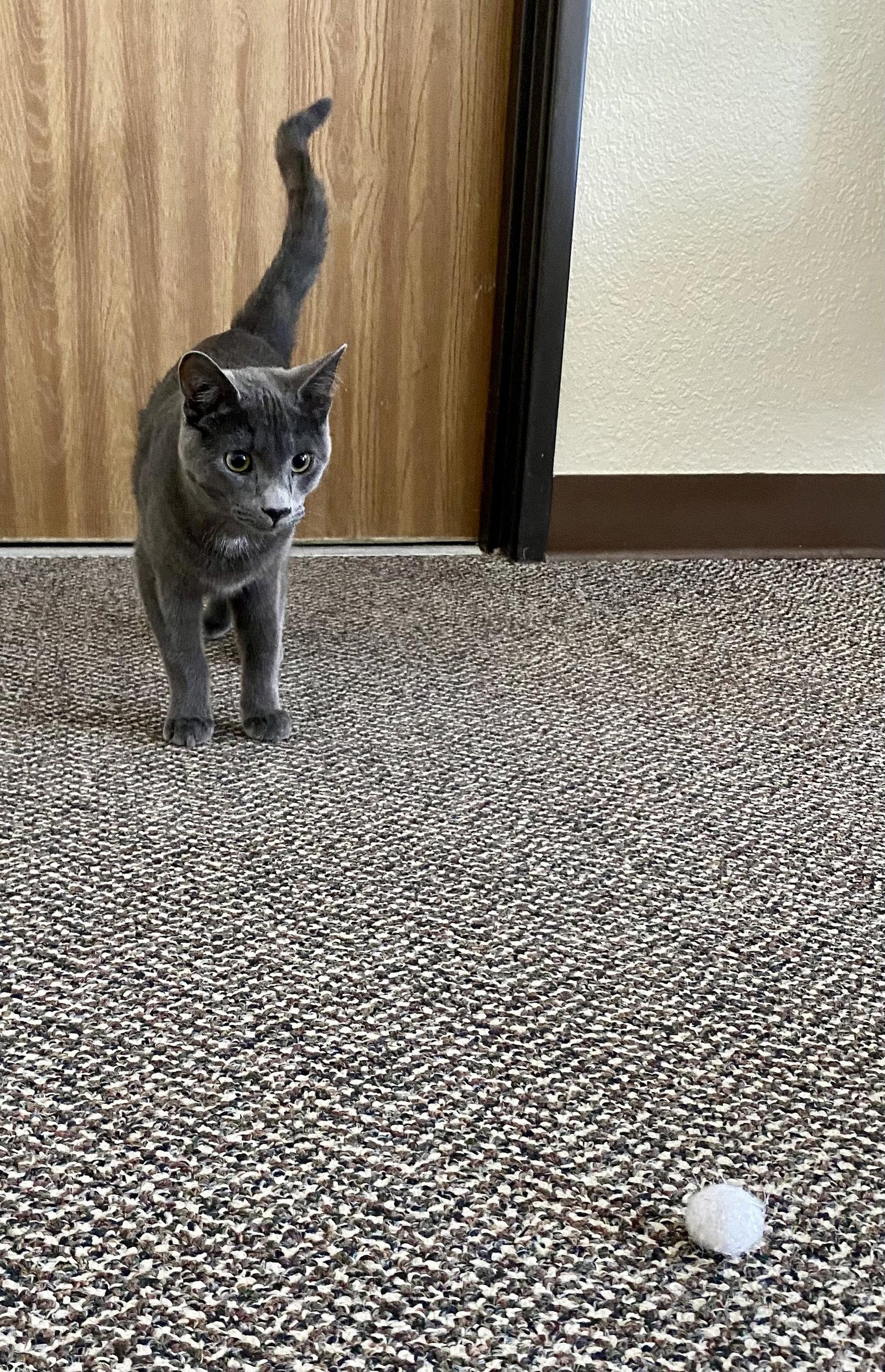 Enlarge Peter Rabbit, a Adopted Domestic Short Hair in Fargo, ND image 2/2