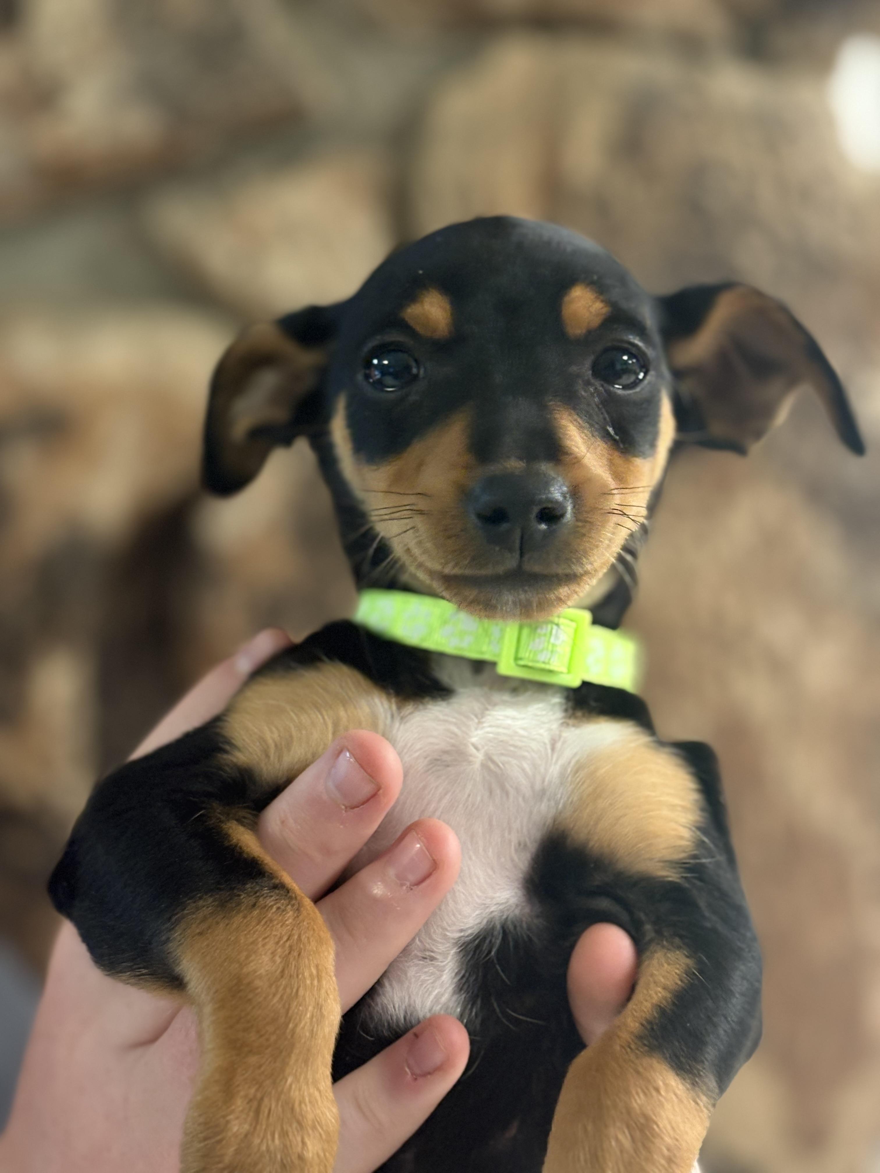 Beta, ADOPTABLE, Puppy Female Miniature Pinscher & Chihuahua.