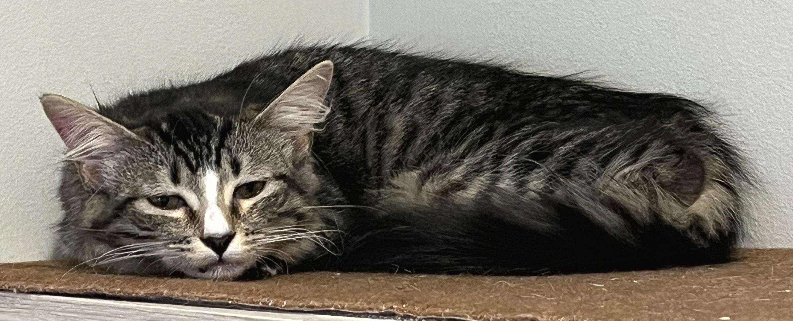 Enlarge Sparkle, a ADOPTABLE mixed breed in Hilton Head Island, SC image 2/4