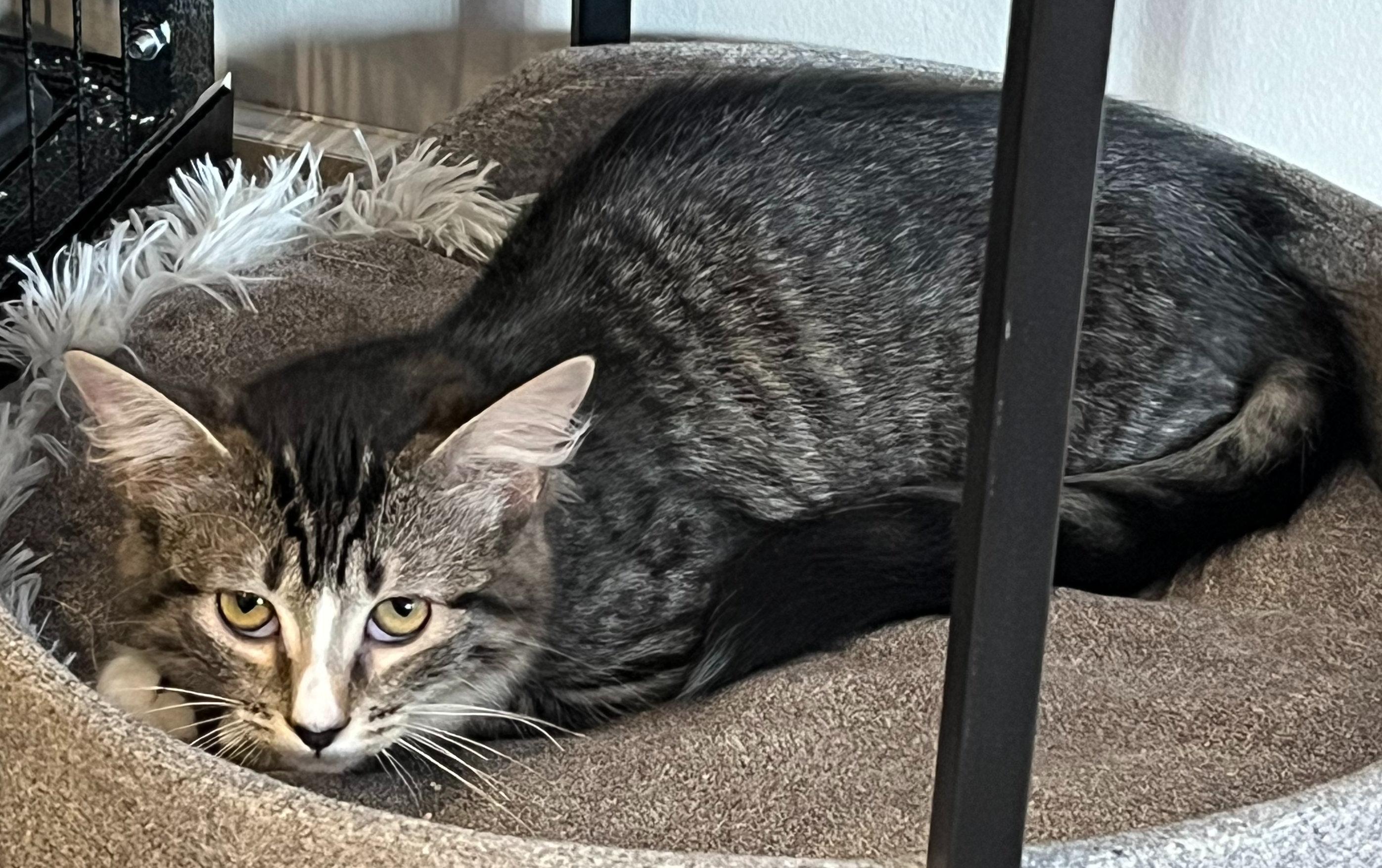 Enlarge Sparkle, a ADOPTABLE mixed breed in Hilton Head Island, SC image 4/4