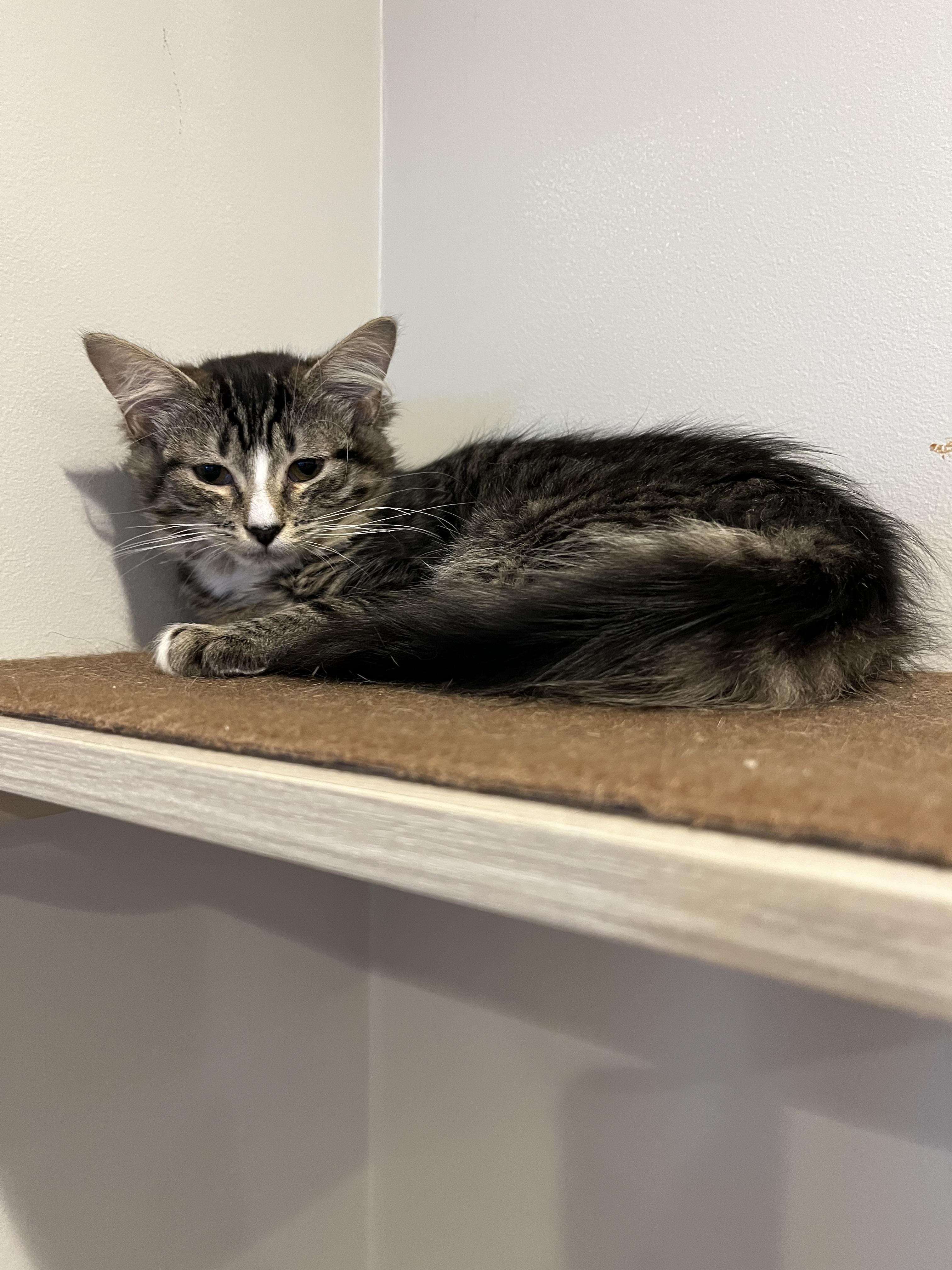 Enlarge Sparkle, a ADOPTABLE mixed breed in Hilton Head Island, SC image 3/4