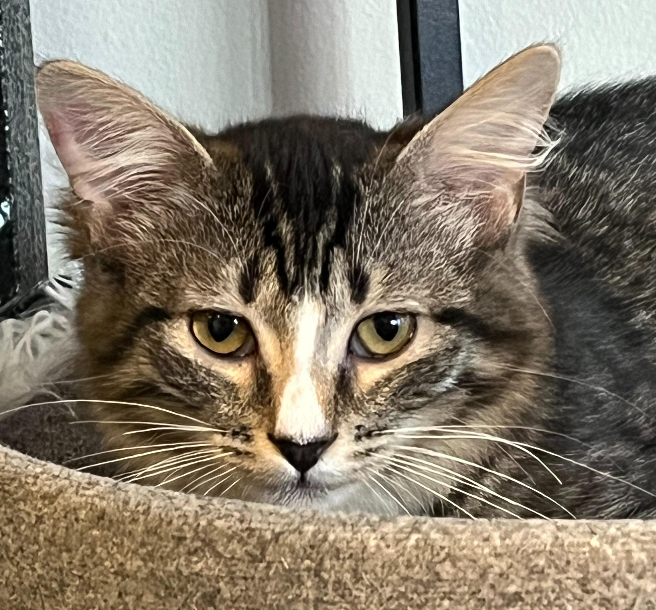 Enlarge Sparkle, a ADOPTABLE mixed breed in Hilton Head Island, SC image 1/4