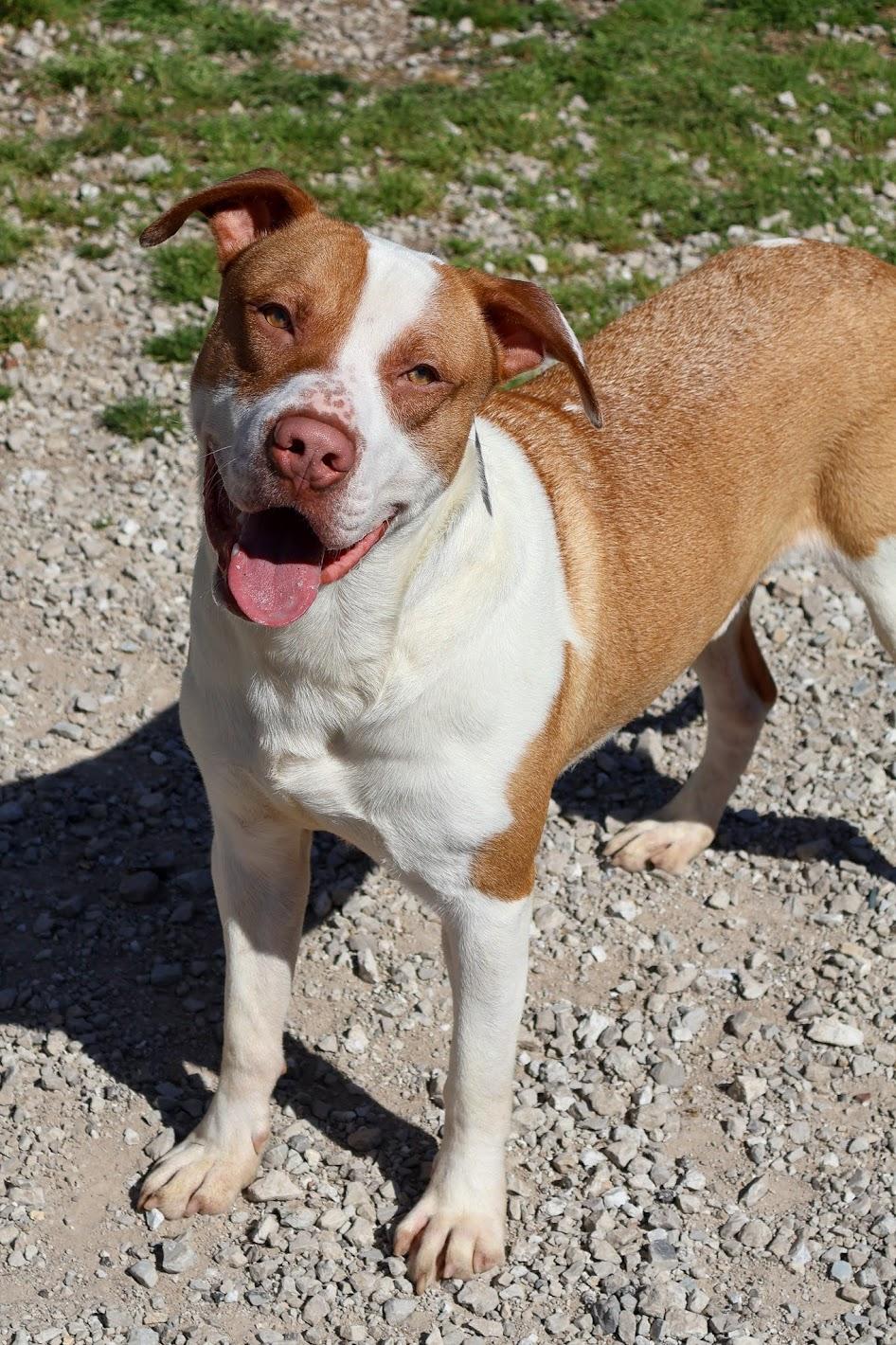 Angus, ADOPTABLE, Adult Male American Staffordshire Terrier.