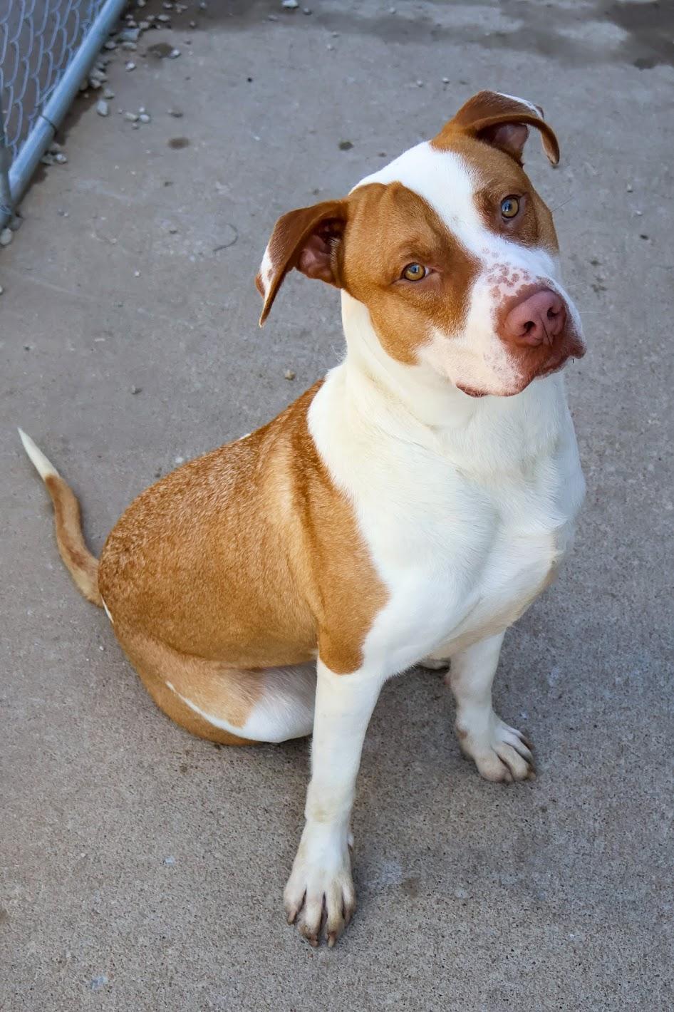 Enlarge Angus, a ADOPTABLE mixed breed in Hollister, MO image 2/2