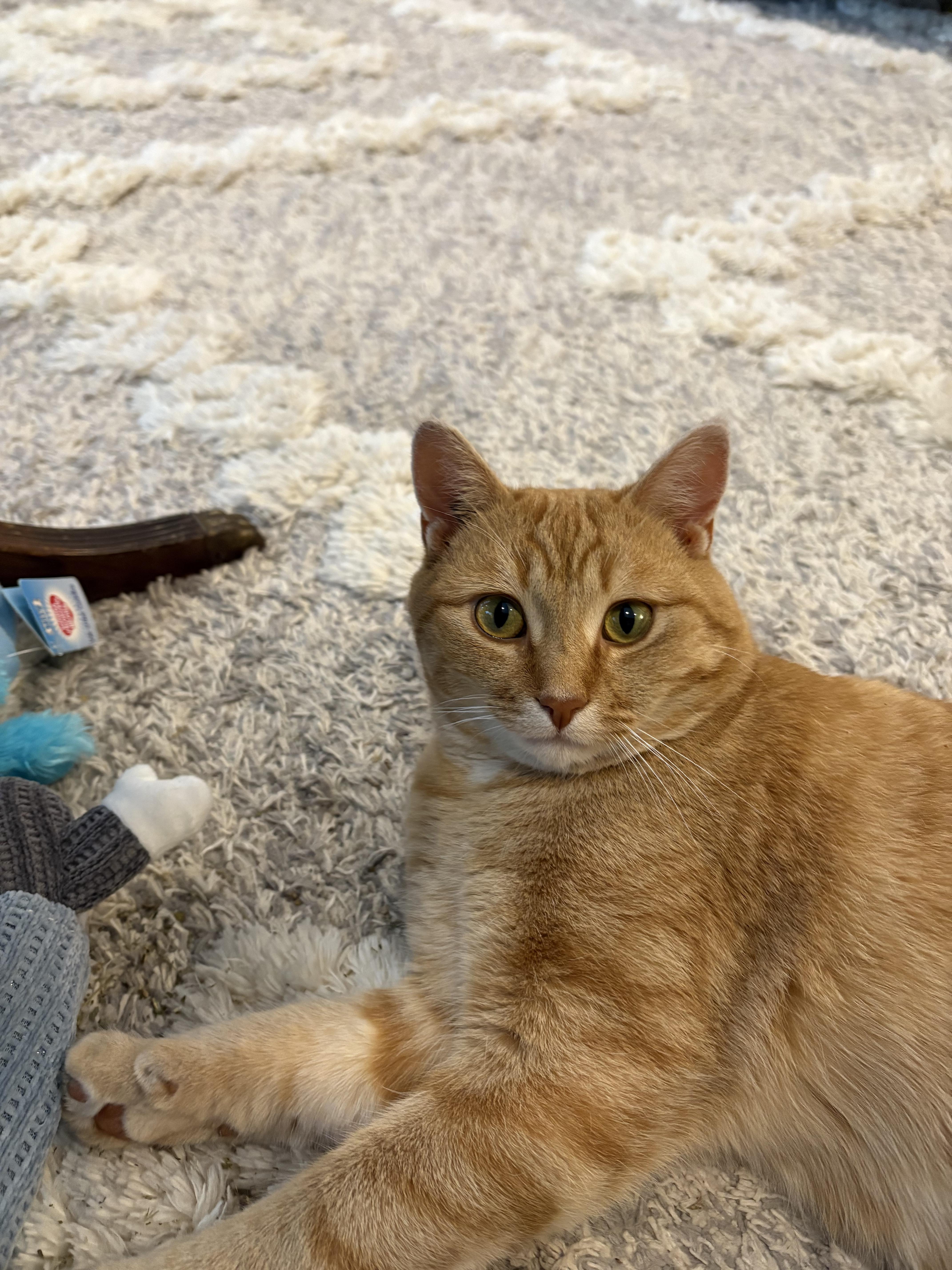 Harley, a Adoptable mixed breed in Steinbach, MB image 3/6