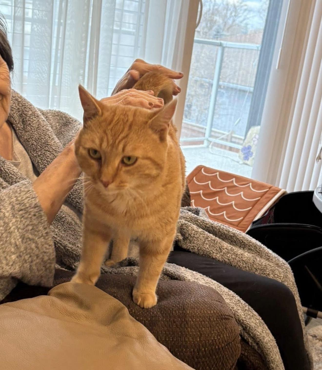 Harley, a Adoptable mixed breed in Steinbach, MB image 4/6