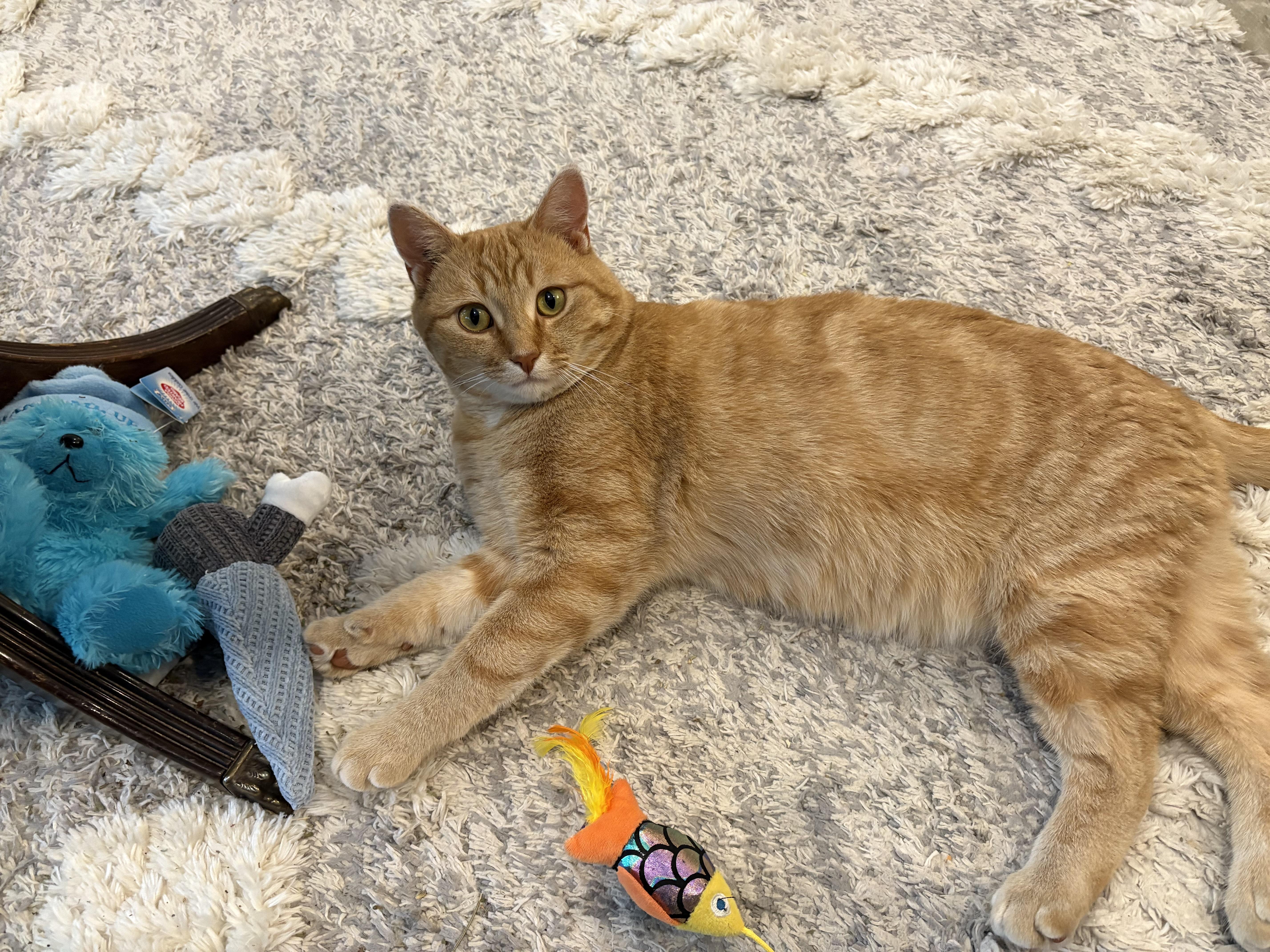 Harley, a Adoptable mixed breed in Steinbach, MB image 5/6