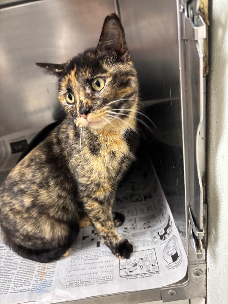 Enlarge Aqua, a Adopted mixed breed in Findlay, OH image 1/1