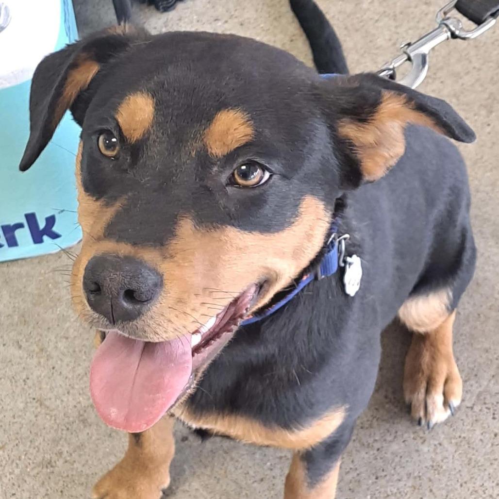 Butch Cassidy, Adoptable, Young Male Mixed Breed.