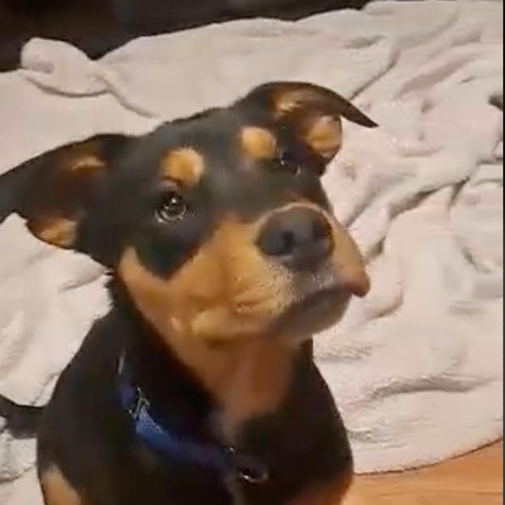 Enlarge Butch Cassidy, a Adoptable Mixed Breed in Olathe, KS image 2/6