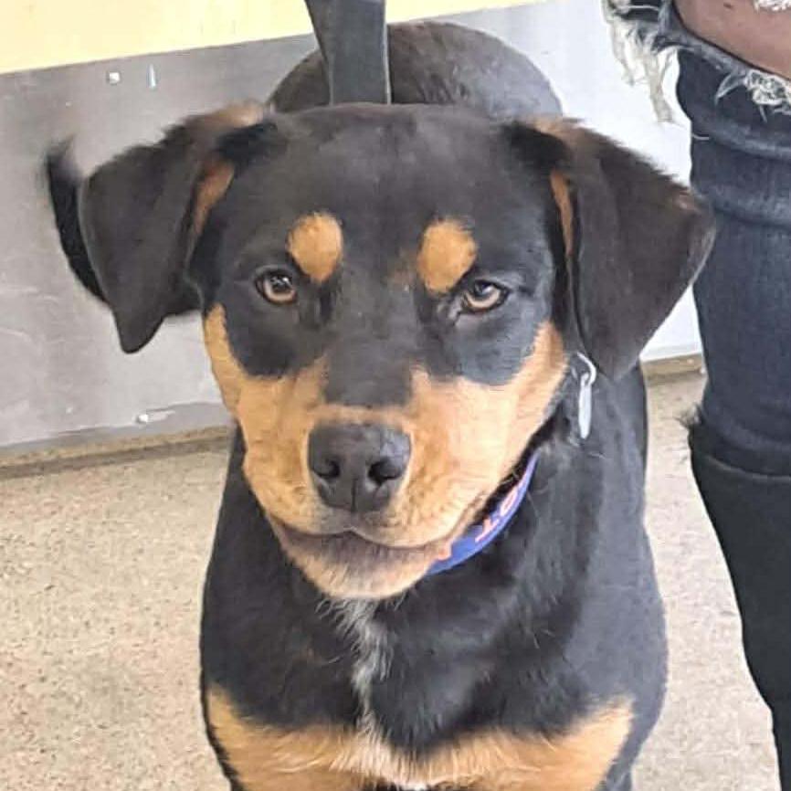 Enlarge Butch Cassidy, a Adoptable Mixed Breed in Olathe, KS image 3/6