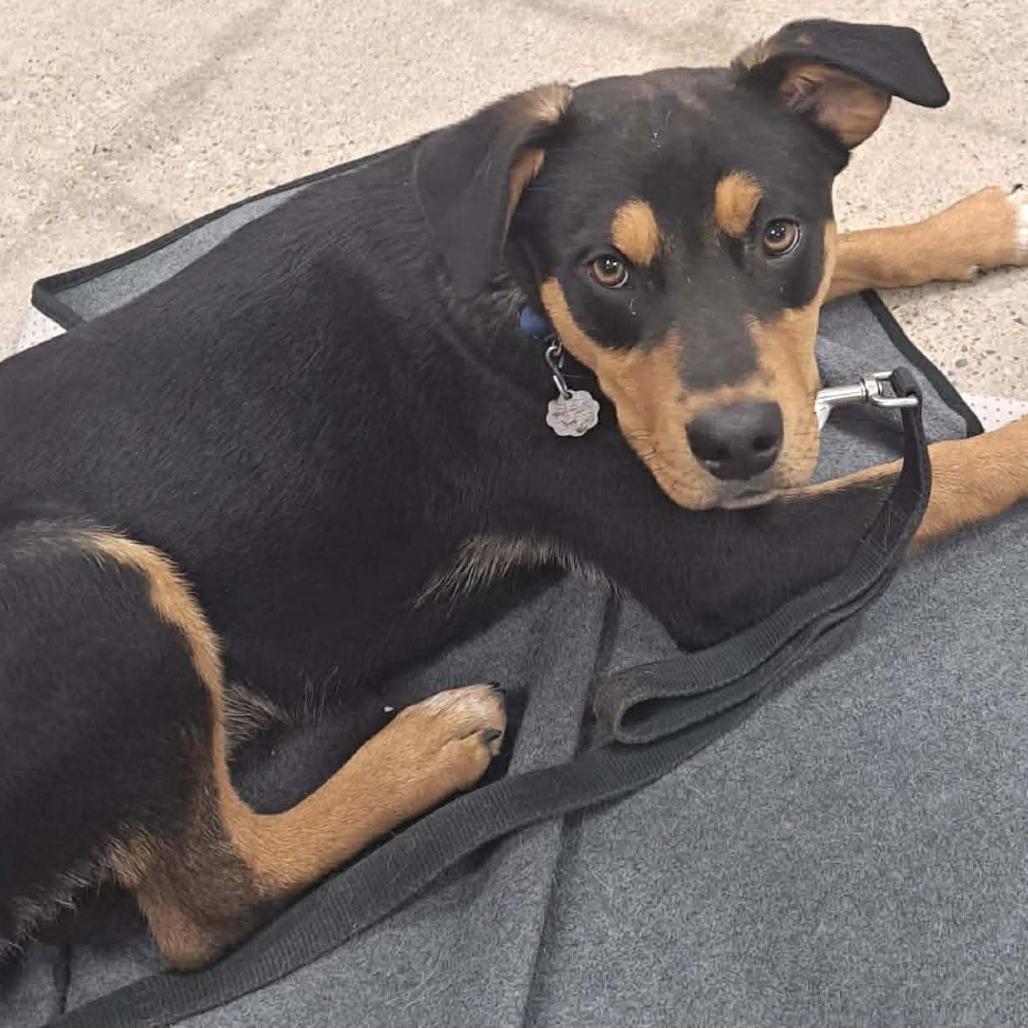 Enlarge Butch Cassidy, a Adoptable Mixed Breed in Olathe, KS image 4/6