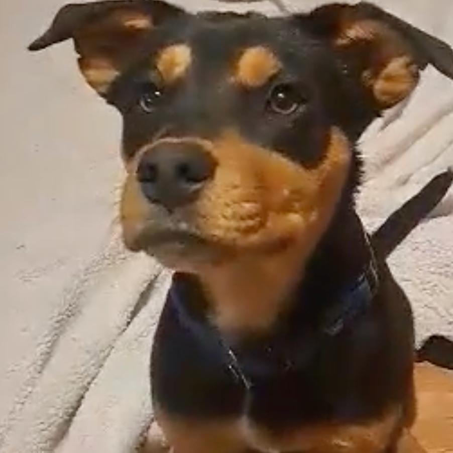 Enlarge Butch Cassidy, a Adoptable Mixed Breed in Olathe, KS image 5/6