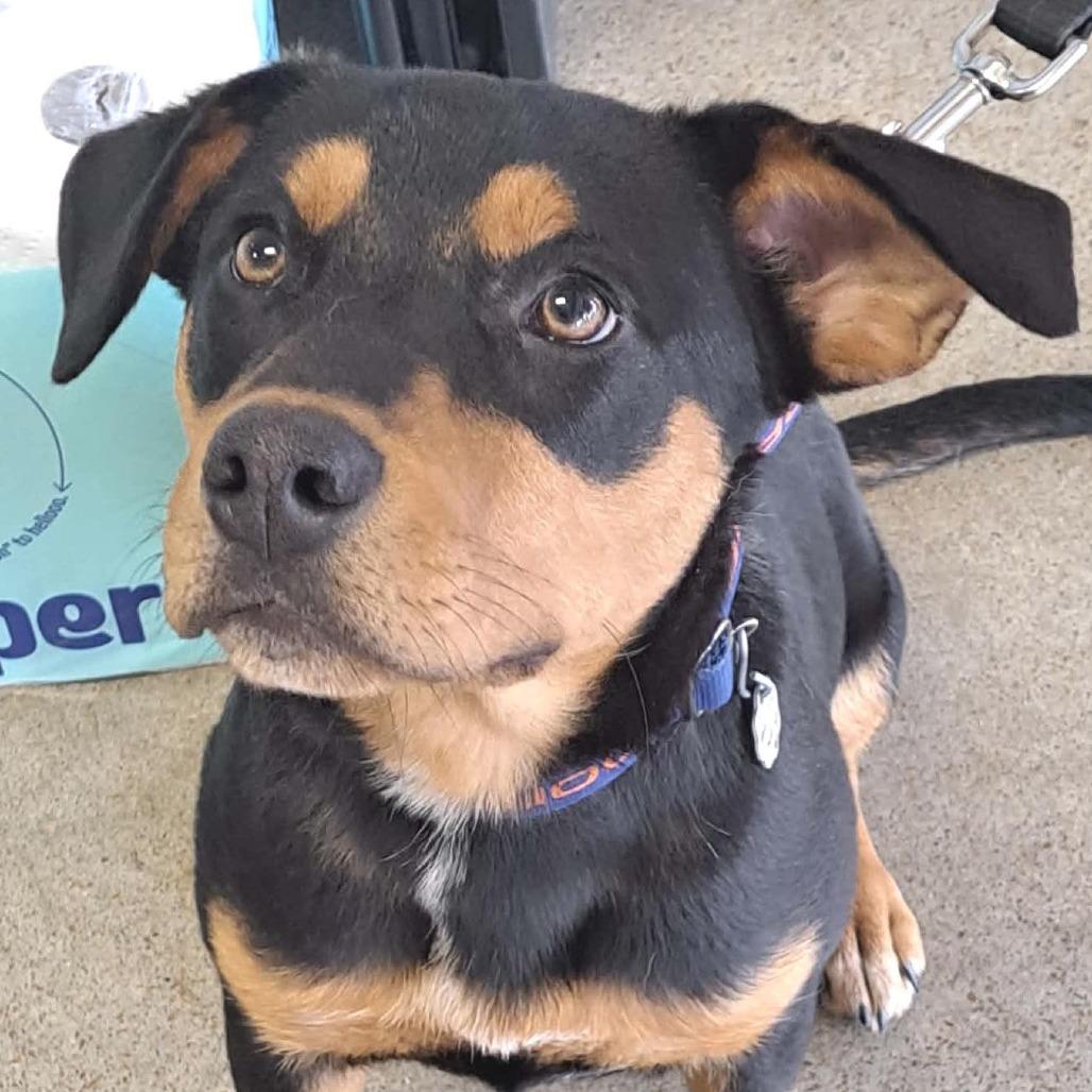 Enlarge Butch Cassidy, a Adoptable Mixed Breed in Olathe, KS image 6/6