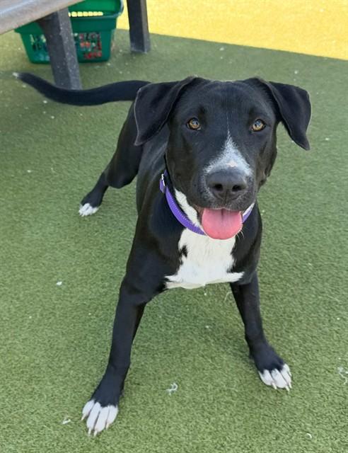 HONEY BOO BOO, Adoptable, Adult Female Labrador Retriever & Mixed Breed.