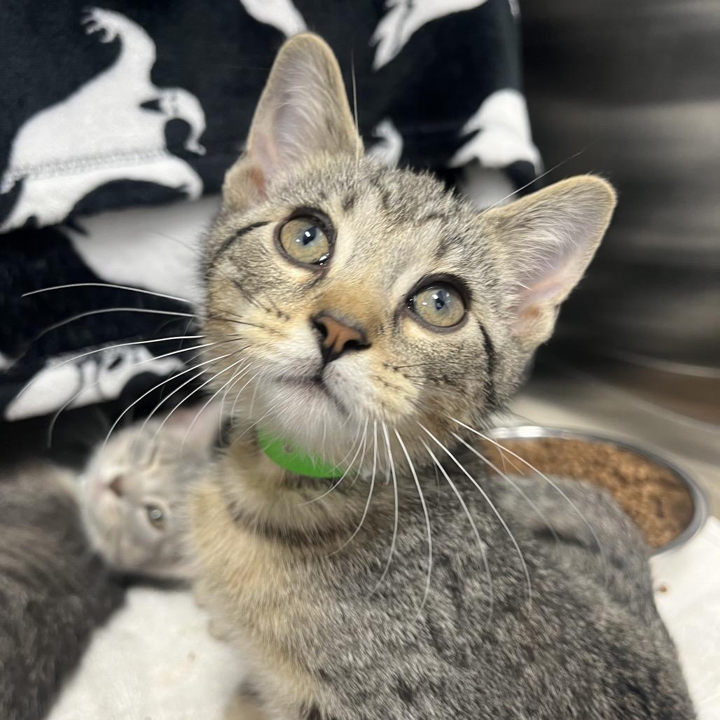 Petunia Pig, Adoptable, Kitten Female Domestic Short Hair.