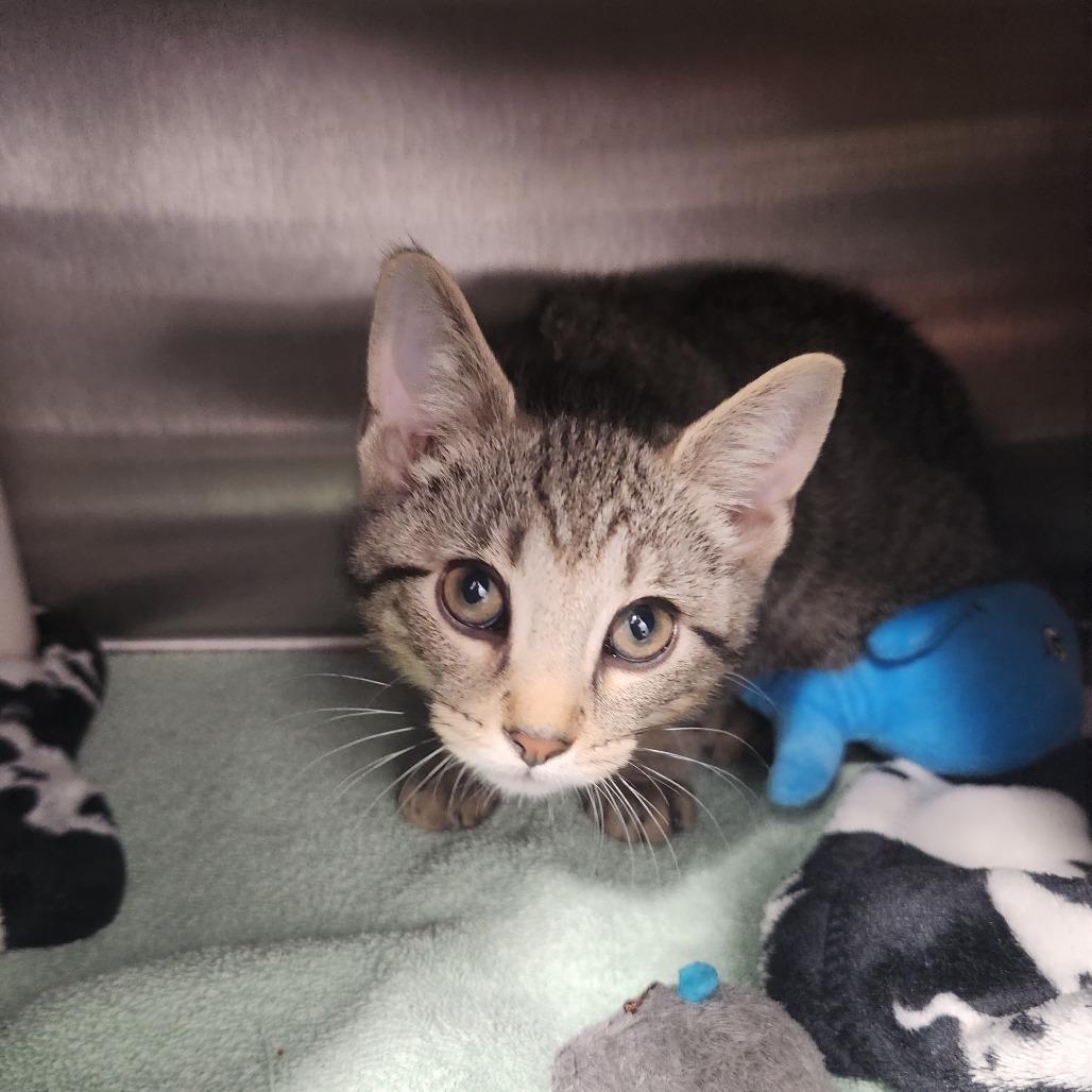 Enlarge Petunia Pig, a Adoptable Domestic Short Hair in Fort Wayne, IN image 2/2